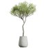 AV Indoor Plants Set 289 Fruit Orange Tree and Areca Palm and Banana Nicolai and Olive - Thumbnail 1