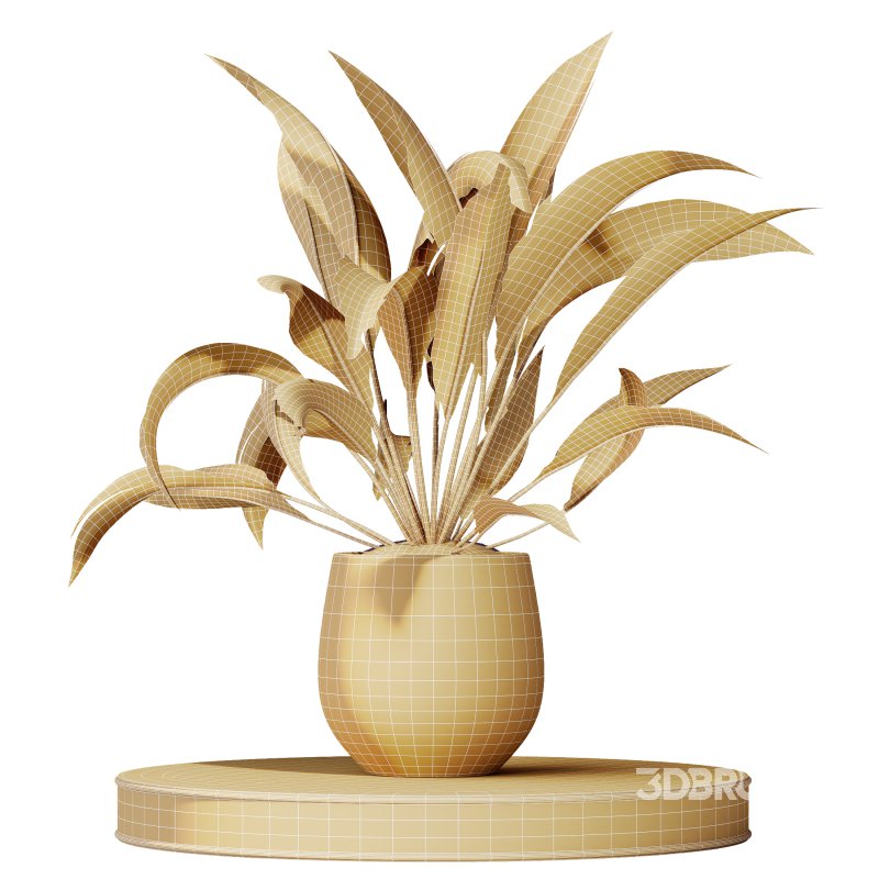 Indoor Plant Image 10