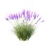 plant Grass Flower Lavandula pedunculata 03 - Thumbnail 3