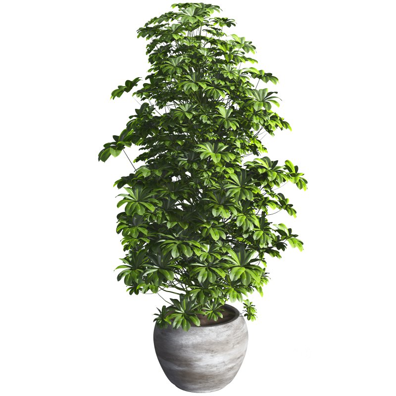 Indoor Plant 011 Image 2