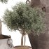 Outdoor Tree Collection in Pot 02 - Thumbnail 7
