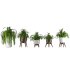 Fern Plant Set - Thumbnail 2