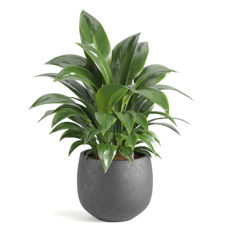 Indoor Plant and Fountains Image 1