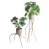 Indoor Plant Monstera in Weird constructed haphazard roots Pot - Thumbnail 5