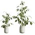 AV Indoor Plants Set 299 Japandi Ficus Dracaena Marginata and Mission Arbequina Olive - Thumbnail 4