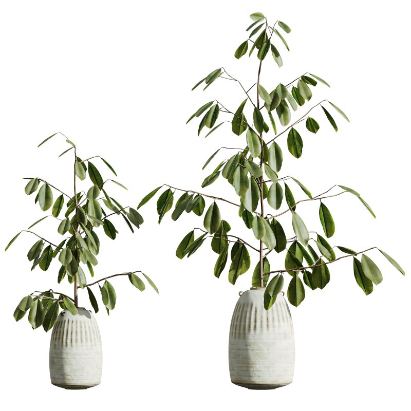 AV Indoor Plants Set 299 Japandi Ficus Dracaena Marginata and Mission Arbequina Olive Image 4