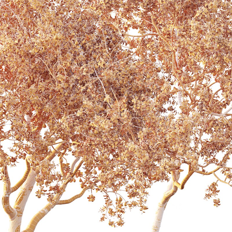 AV Fruit Trees Pear Pyrus Communis Red and Armeniaca Vulgaris Prunus Image 9