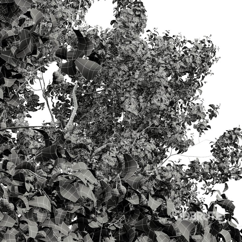 ntal and culinary value. Image 12