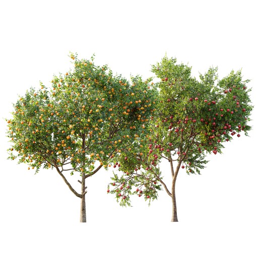 AV Fruit trees Punica Granatum Pomegranate and Citrus Sinensis Orange Arancio