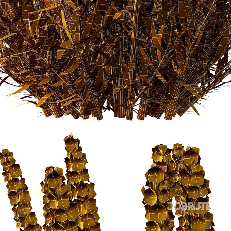 plant Grass Flower Lavandula pedunculata 01 Image 6