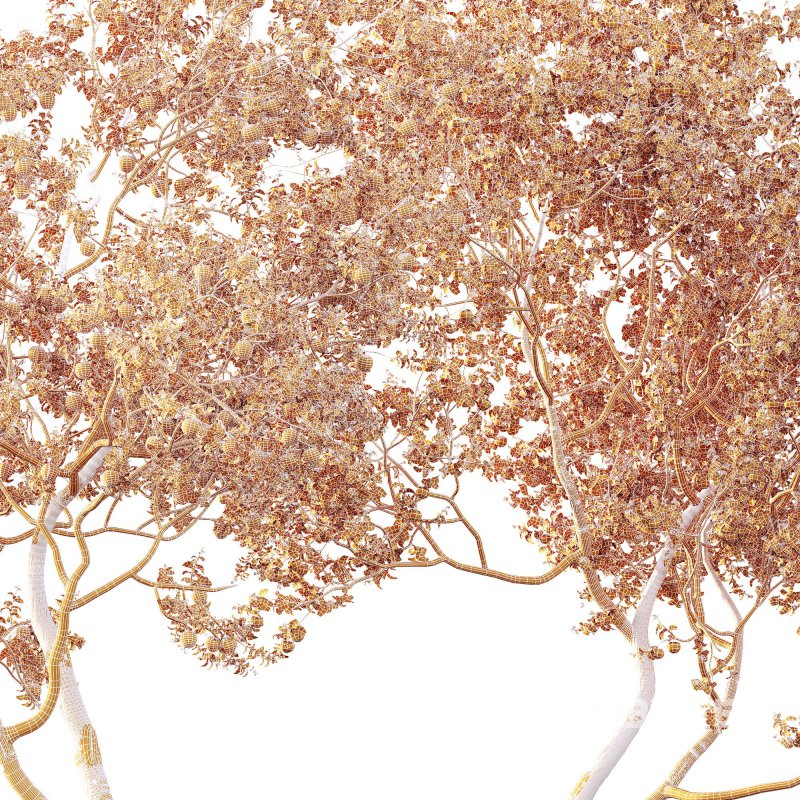 AV Fruit Trees Diospyros Kaki Persimmon and Malus Pumila Apple Green Image 13