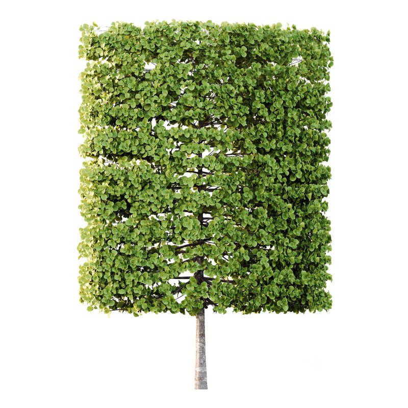 fagus sylvatica tree 18 Image 3