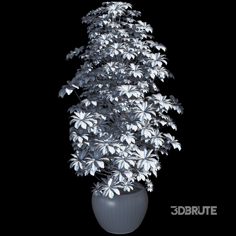 Indoor Plant 011 Image 6