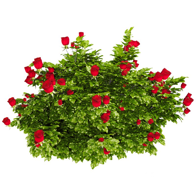 Rose Plant Set 015 Image 2