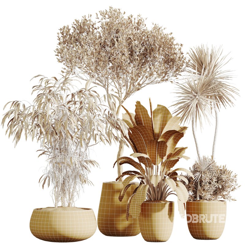 AV Indoor Plants Set 285 Ficus Marginata Olive Yucca Rostrata Palm Abidjan Image 6