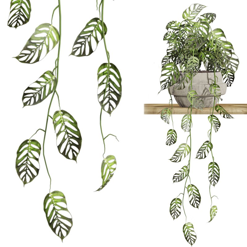 plants on shelf Image 2