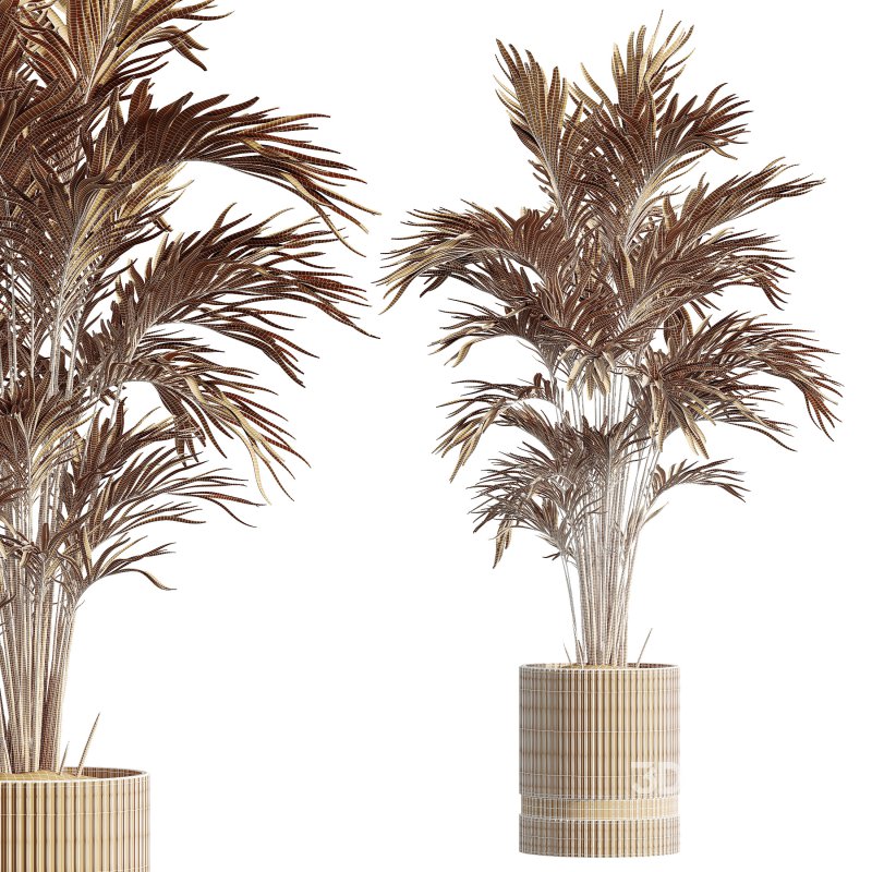 AV Indoor Plants Set 296 Japandi Ficus Dracaena Marginata and Areca Cat Reed Palm Image 7