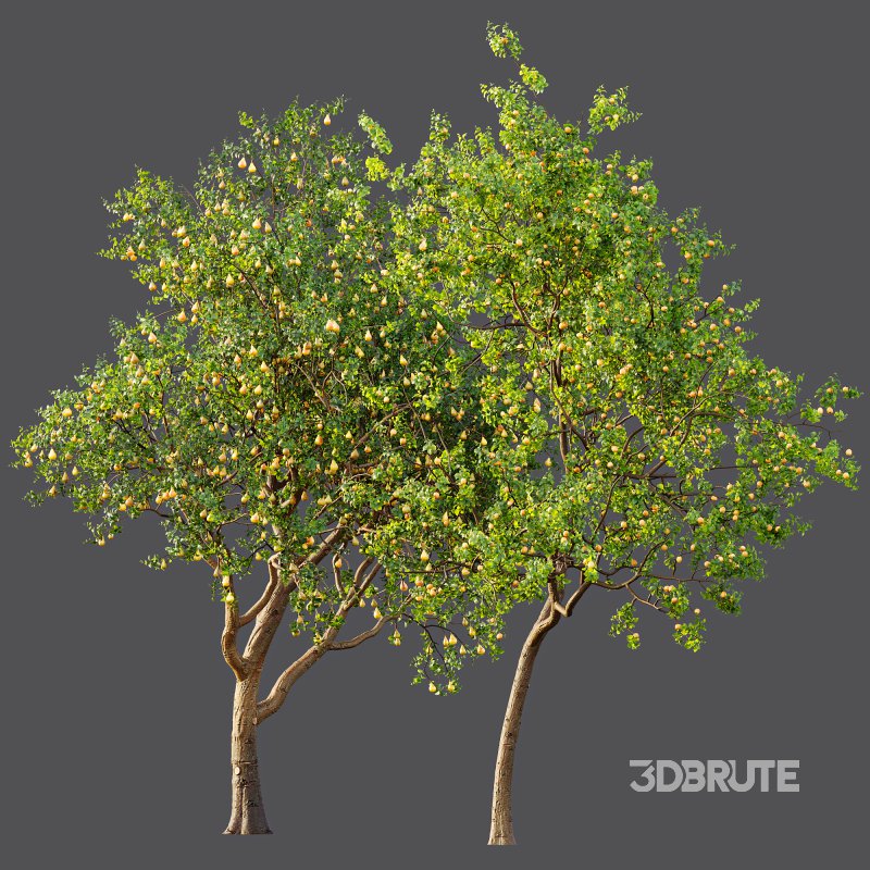 AV Fruit Trees Pear Pyrus Communis Red and Armeniaca Vulgaris Prunus Image 7