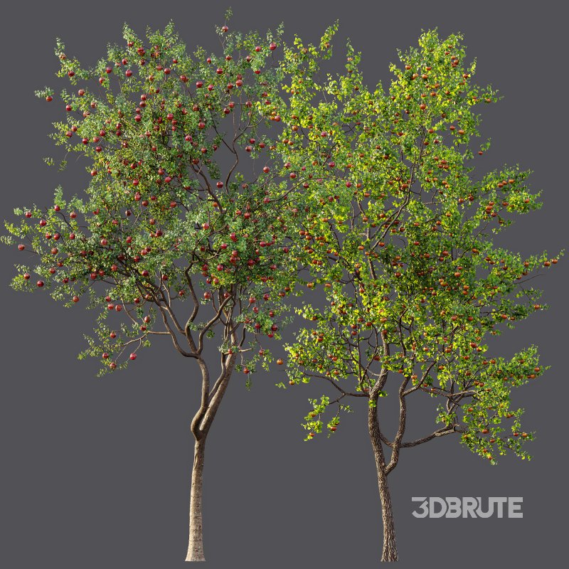 AV Fruit Trees Diospyros Kaki Persimmon and Malus Pumila Apple Red Image 10