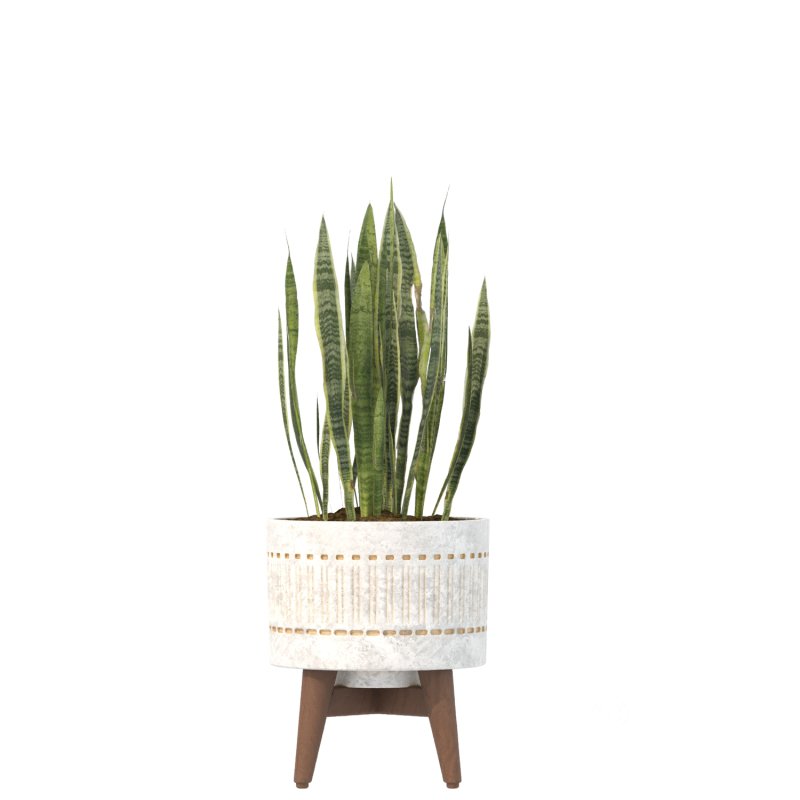 Sansevieria Plant Set Image 1