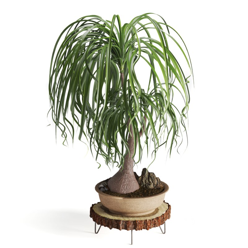 Indoor plant Beaucarnea Recurvata Image 1