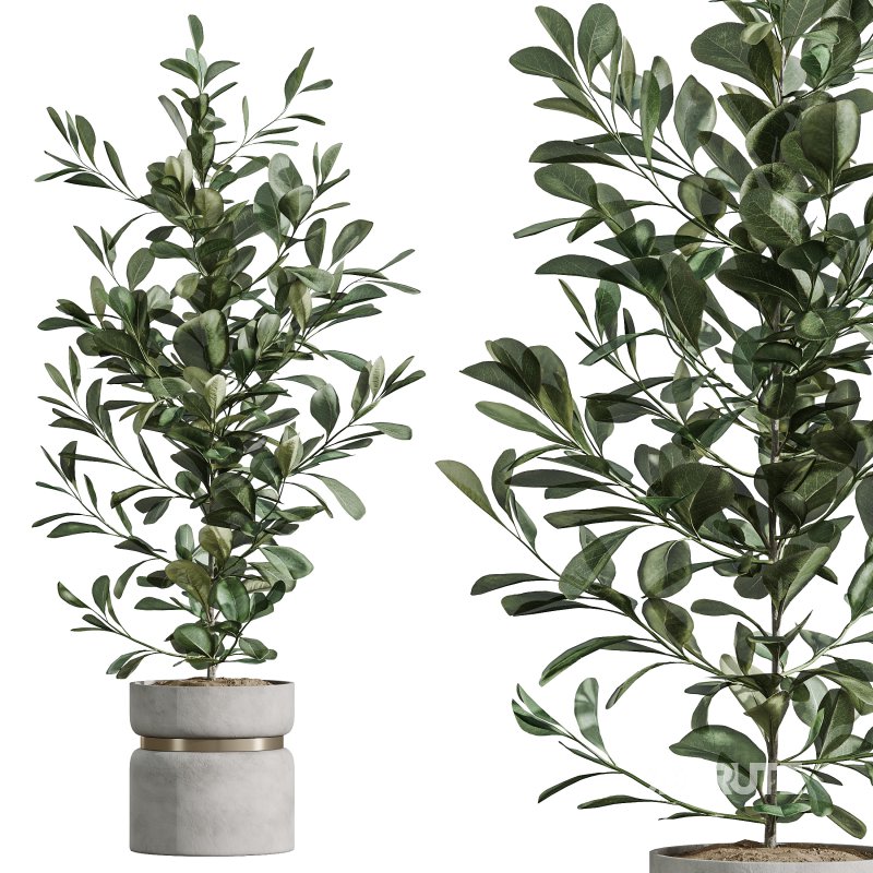 AV Indoor Plants Set 287 Lemon Ficus Laurel Aspidistra Cast iron Image 5