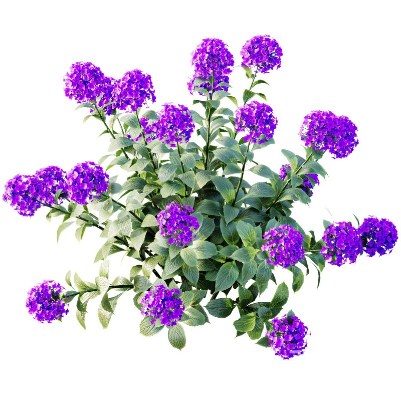 ntal appeal. Known as the “Garden Gate” hydrangea, this species is celebrated for its large spherical flower heads that bloom in a range of colors—white, blue, pink, purple, and yellow—making it one of the most versatile flowering shrubs for landscaping and decorative design. Its broad, glossy green leaves and abundant floral clusters bring a sense of freshness, romance, and elegance to both exterior gardens and indoor visualizations. Meticulously modeled with 4K textures, the asset ensures botanical accuracy, realistic shading, and excellent performance for high-quality renders. Image 3