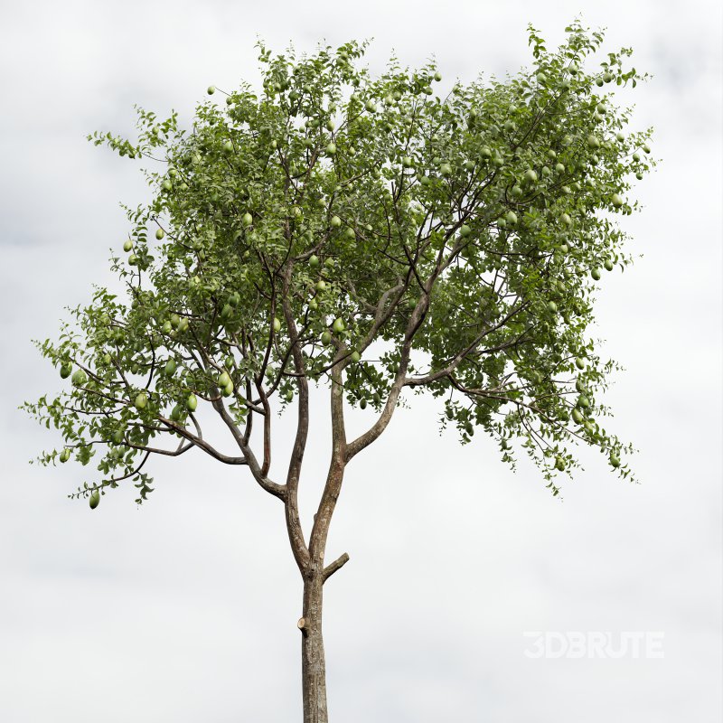 AV Fruit Trees Citrus Meyer Lemon Orange and Citrus Meyer Lemon Image 4