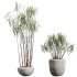 AV Indoor Plants Set 300 Japandi Decorative Minimalism Ficus Dracaena Marginata - Thumbnail 1