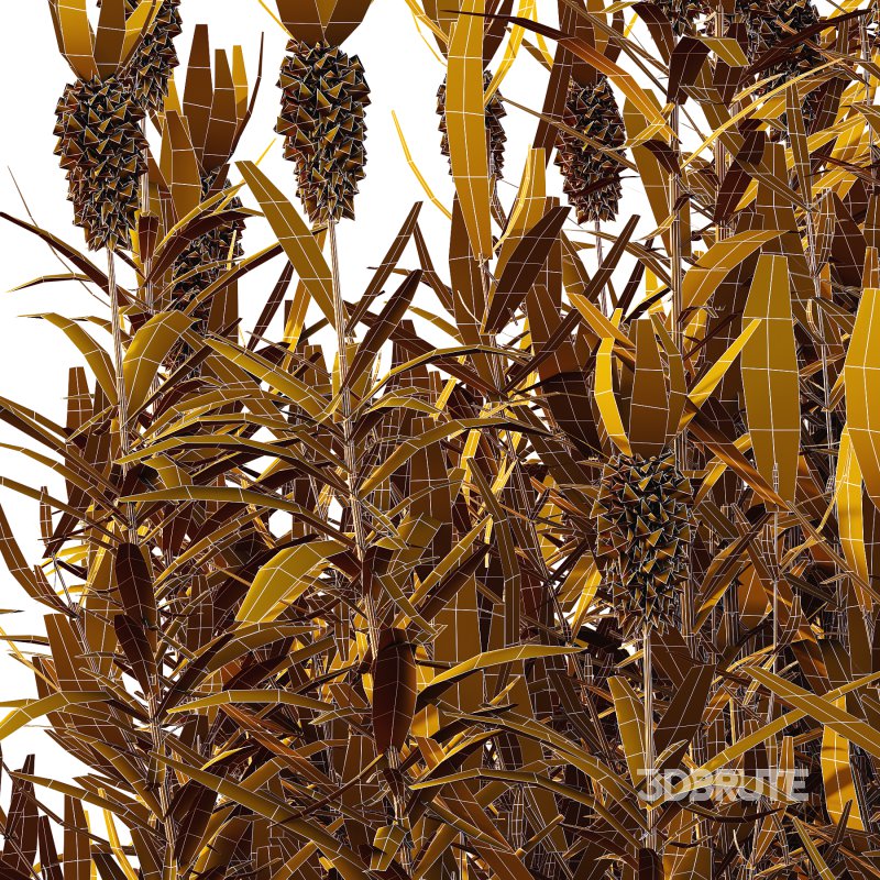 plant bush Flower Lavandula Stoechas 03 Image 7