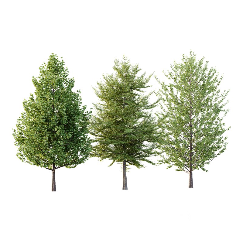 Different Trees 37 Image 2