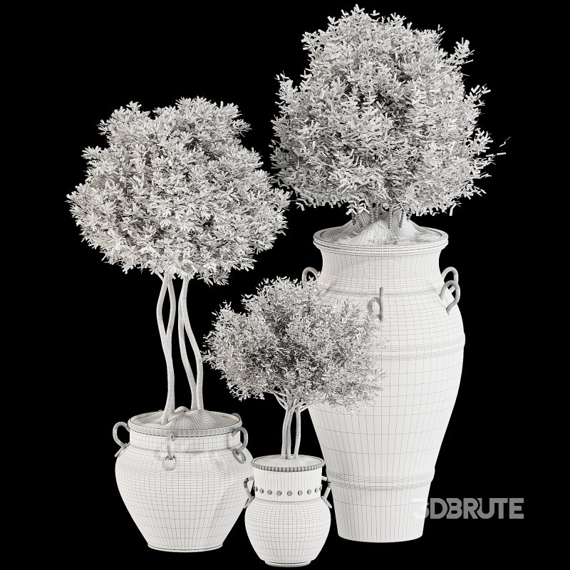 Outdoor Tree Collection in Pot 02 Image 4