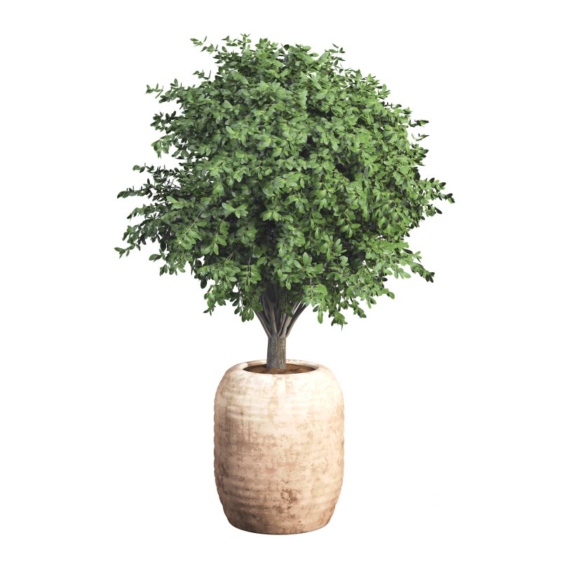 Outdoor Bush Collection in Pot 08 Image 2