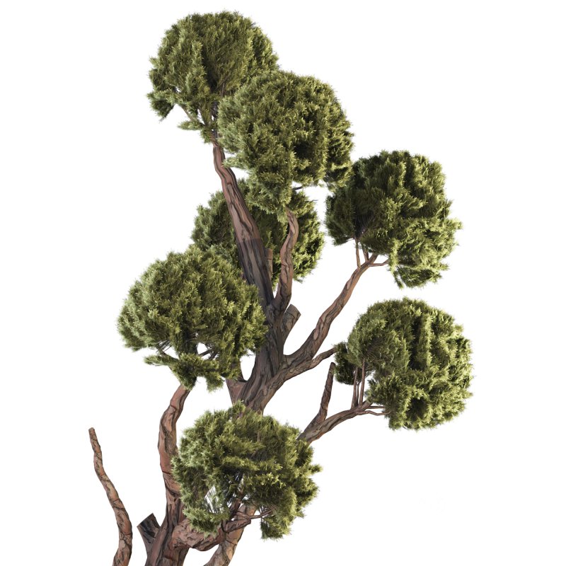 Topiary Ball Tree Image 2