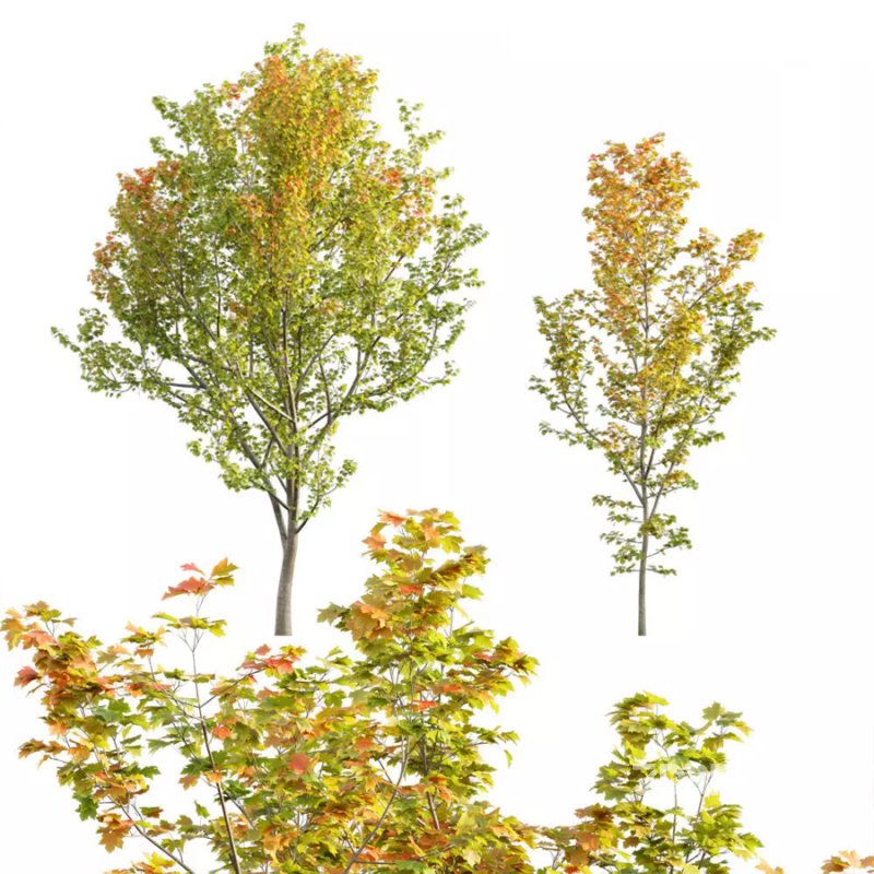 Acer circinatum | Vine Maple 01 Image 1