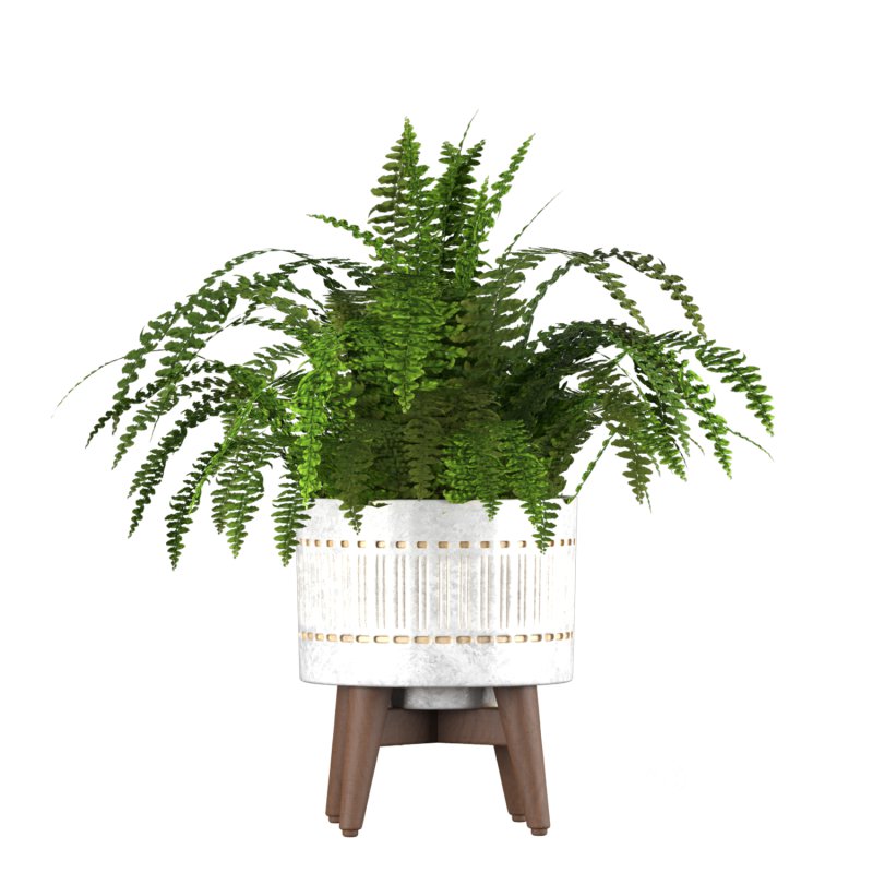 Fern Plant Set Image 5