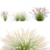 Pennisetum setaceum_01 - Thumbnail 2