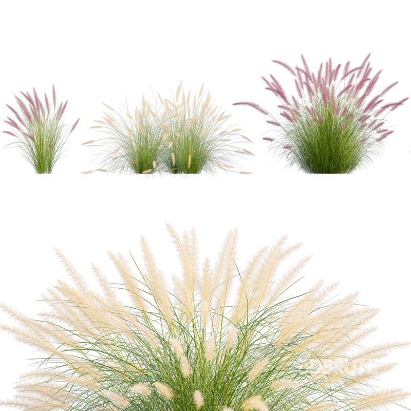 Pennisetum setaceum_01 Image 2