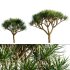 Dracaena draco | Dragon tree 05 - Thumbnail 1