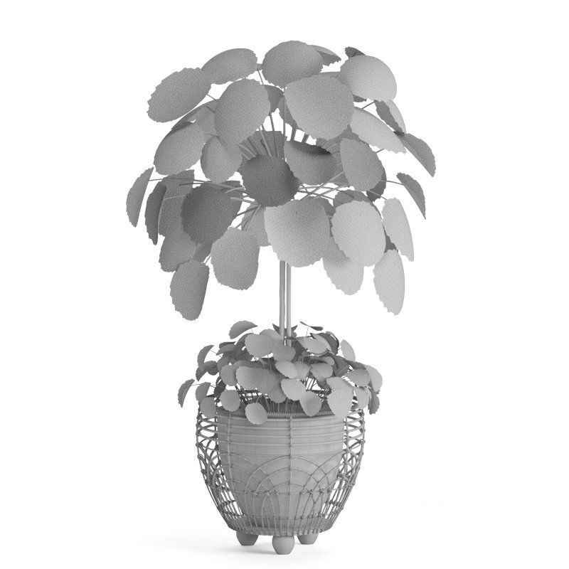 Indoor Plant Pilea in basket pot Image 5