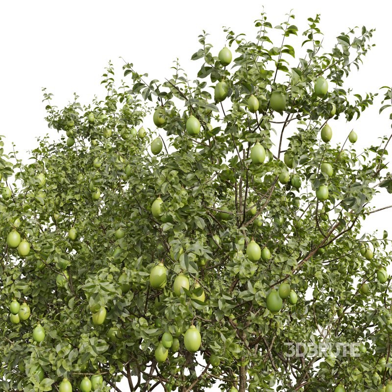 AV Fruit Trees Citrus Meyer Lemon Orange and Citrus Meyer Lemon Image 1
