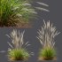 ntal grass hybrid that brings vertical elegance to any garden or architectural visualization. Originally cultivated in Germany and widely popularized across Europe and North America, this perennial grass features upright, feather-like plumes and narrow green blades that shift to golden hues in late summer. Its architectural form, graceful sway in the wind, and low-maintenance nature make it a favorite among designers looking to evoke movement, rhythm, and a naturalistic softness in modern landscapes. - Thumbnail 6