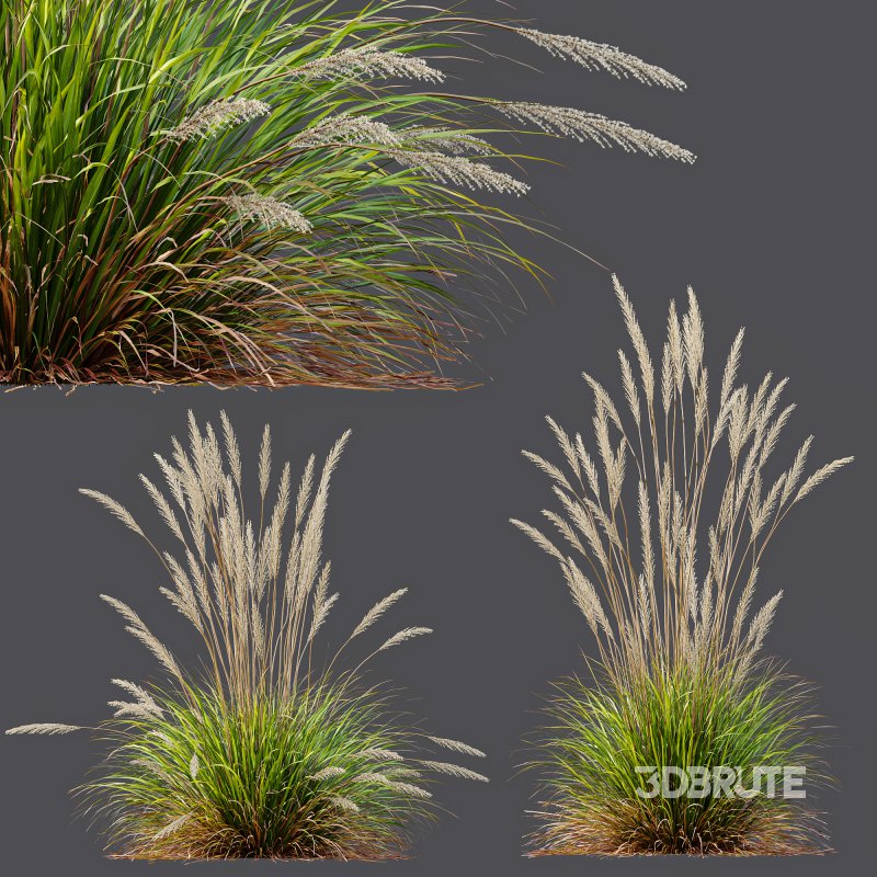 ntal grass hybrid that brings vertical elegance to any garden or architectural visualization. Originally cultivated in Germany and widely popularized across Europe and North America, this perennial grass features upright, feather-like plumes and narrow green blades that shift to golden hues in late summer. Its architectural form, graceful sway in the wind, and low-maintenance nature make it a favorite among designers looking to evoke movement, rhythm, and a naturalistic softness in modern landscapes. Image 6