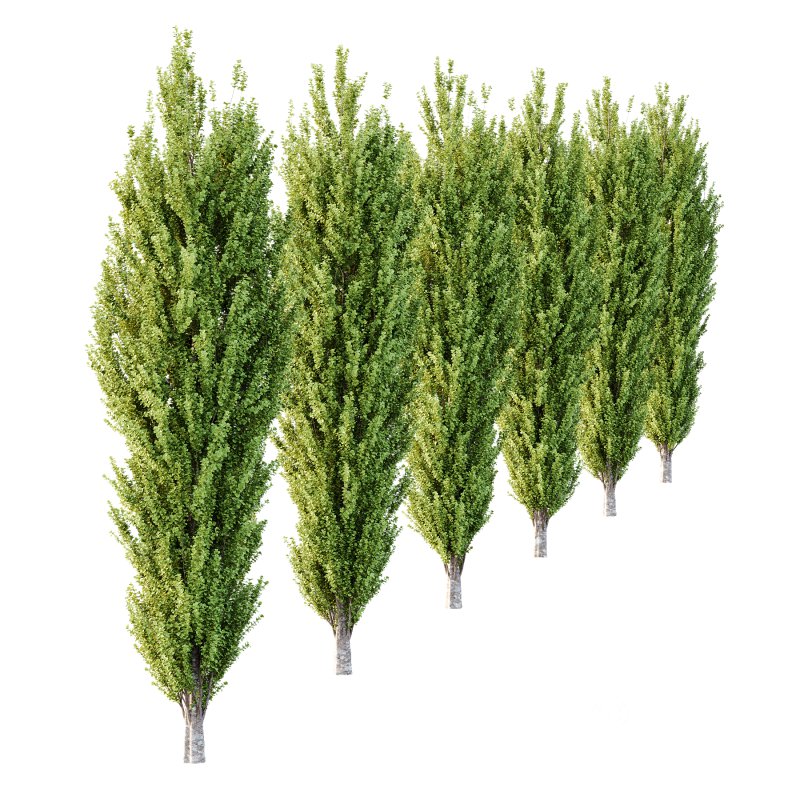 fagus sylvatica tree 14 Image 2