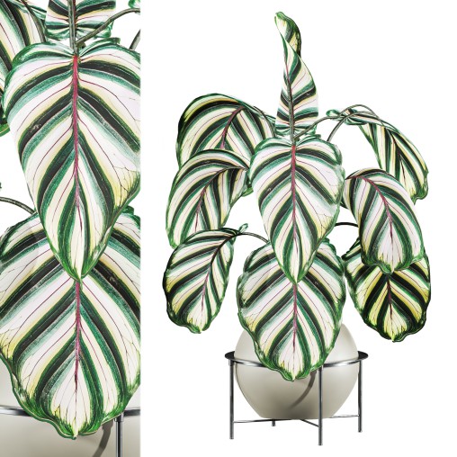 small spider plant Spider Plant
