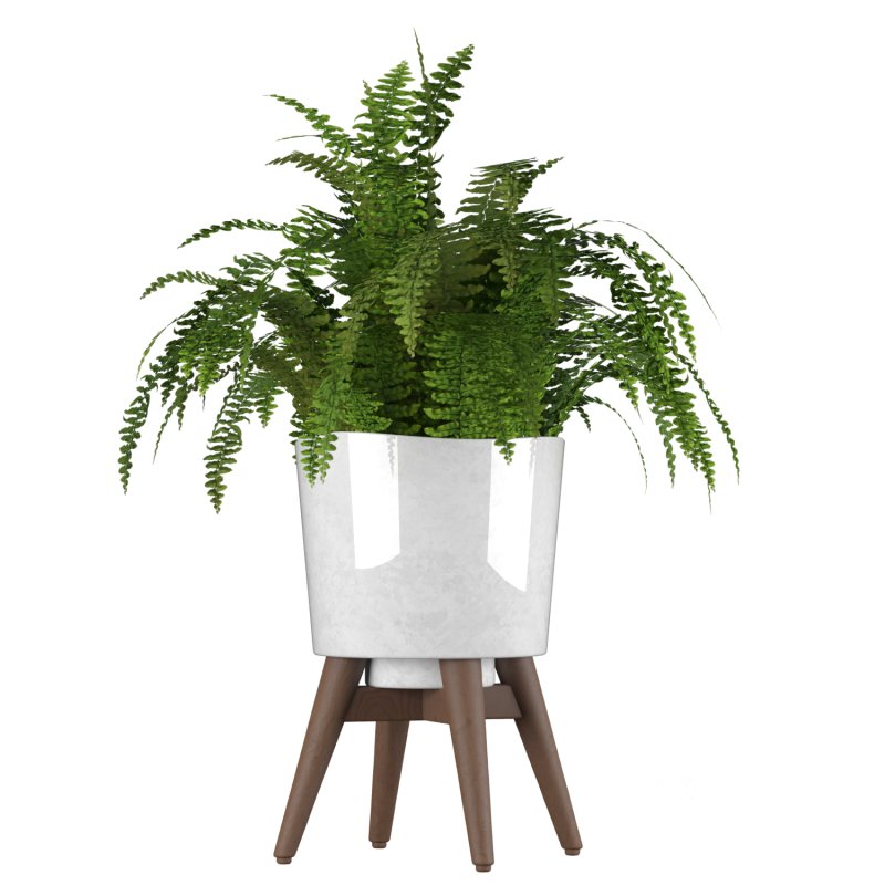 Fern Plant Set Image 8