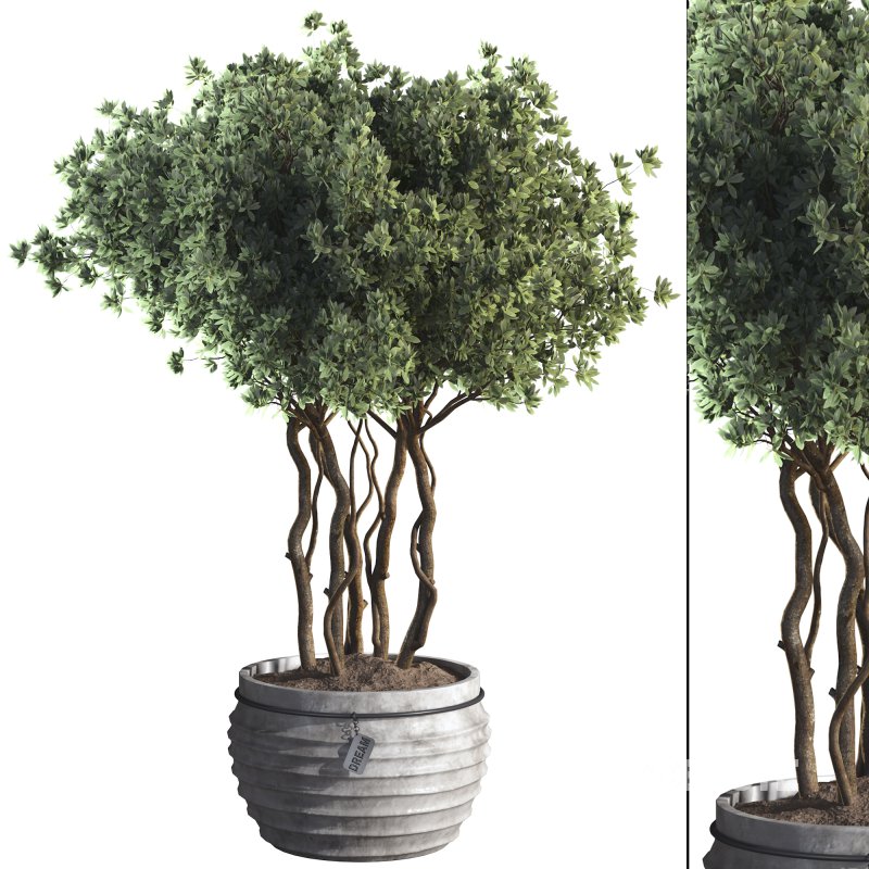 Indoor Plant 07 Image 1