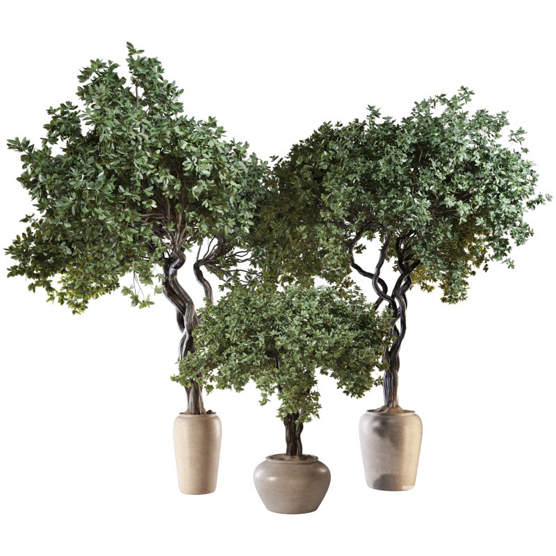 Indoor Plant Set 04 Image 1