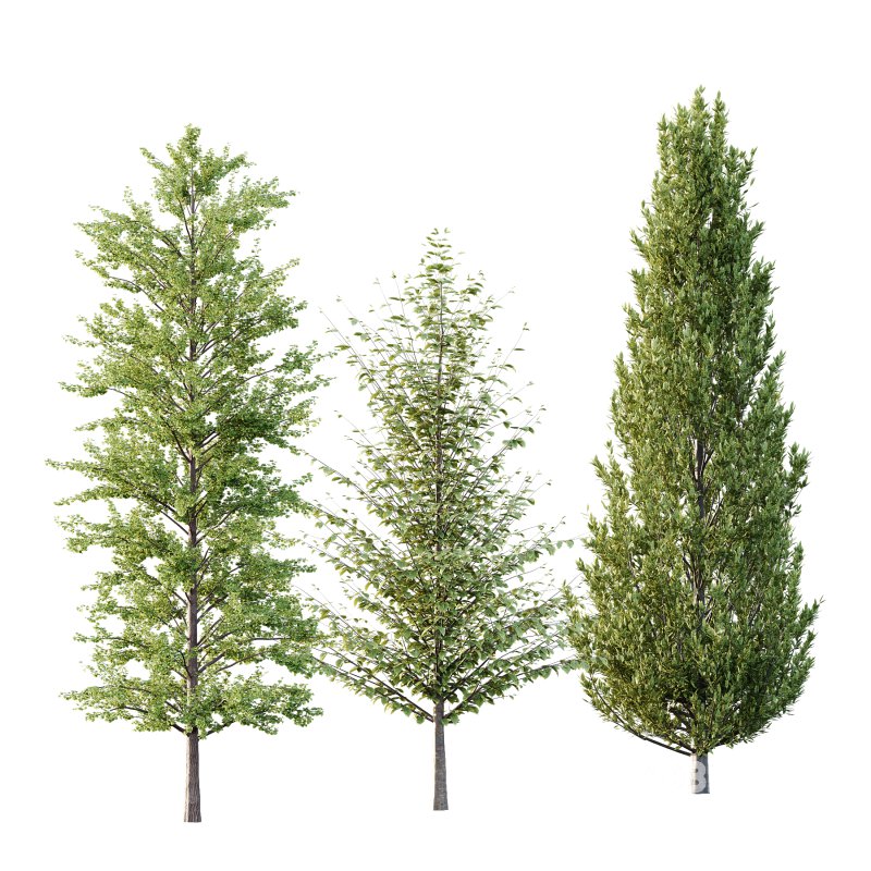 Different Trees 39 Image 7