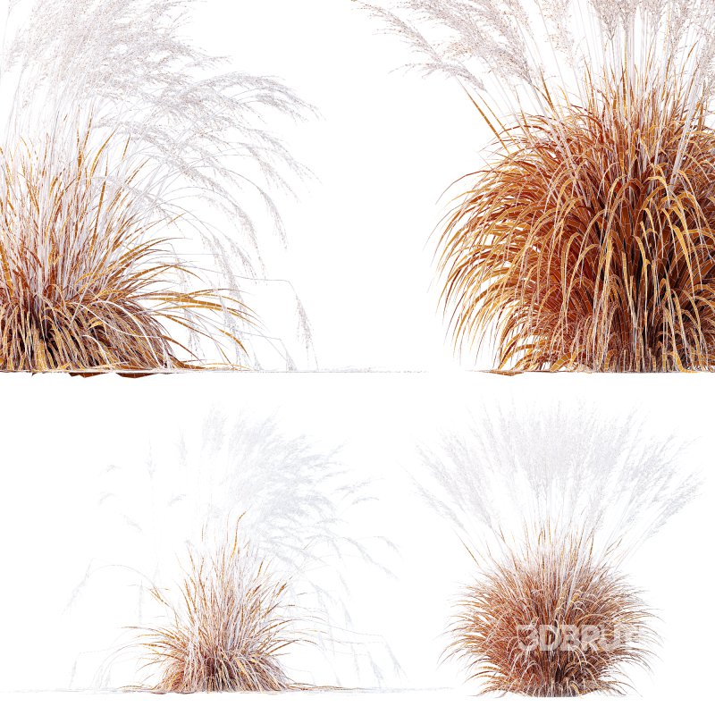 ntal species native to the moorlands and meadows of Europe. Image 6